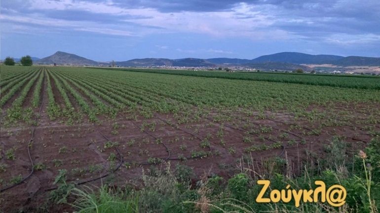 Φάρσαλα: Χαλαζόπτωση κατέστρεψε χιλιάδες στρέμματα